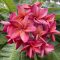 Plumeria rubra "Lava Blaze" magok