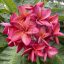 Plumeria rubra "Lava Blaze" magok