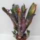 Aechmea Black Zombie 2 sarjas 