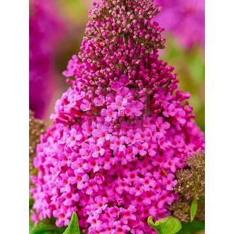   Buddleja Davidii "Butterfly Candy Little Cerise "-Törpe nyáriorgona 