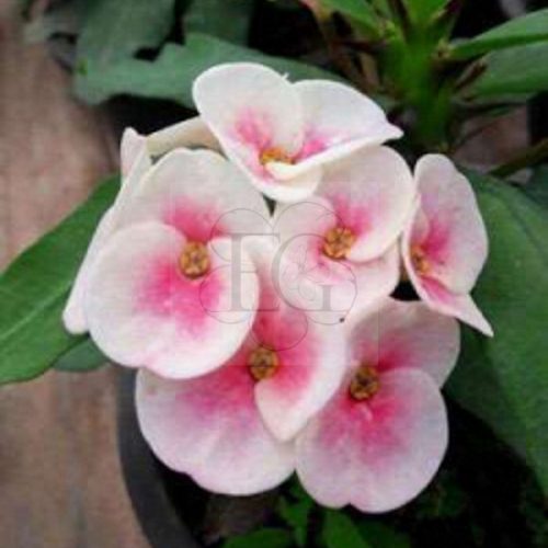 Euphorbia milii hibrid/Pink 001