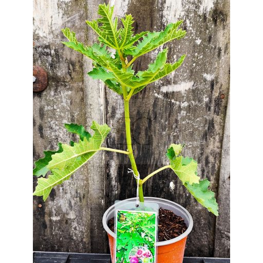Ficus carica/Füge "Ice Crystal"