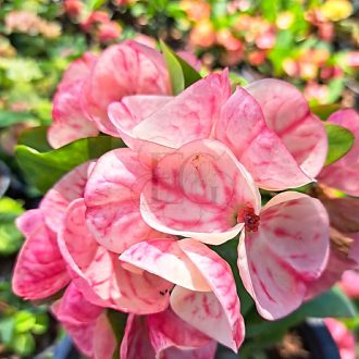 Euphorbia milii "Phon Nap Phan" (A22)