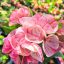 Euphorbia milii "Phon Nap Phan" (A22)