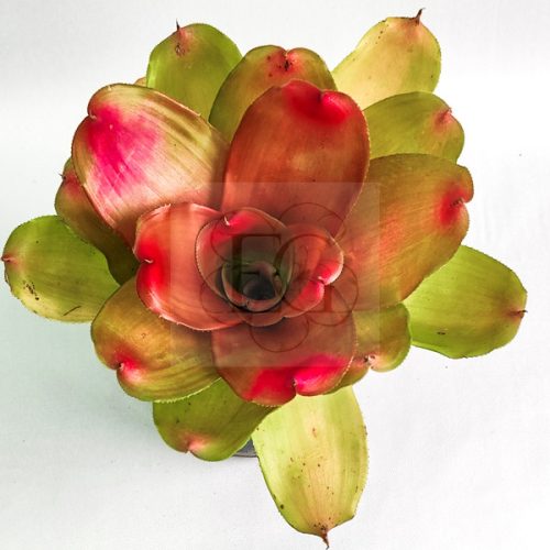 Neoregelia Honour Bright 