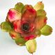 Neoregelia Honour Bright 