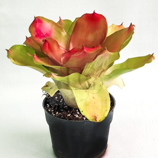 Neoregelia Honour Bright 