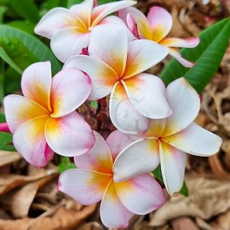 Plumeria rubra "Pocahontas" JJ