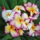 Plumeria rubra "Jenny" JJ