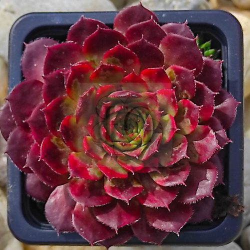 Sempervivum "For You"