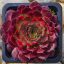 Sempervivum "For You"-Kövirózsa
