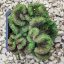 Sedum cristata