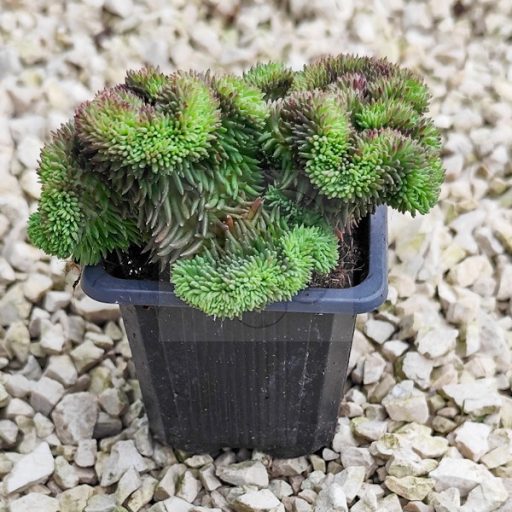 Sedum cristata