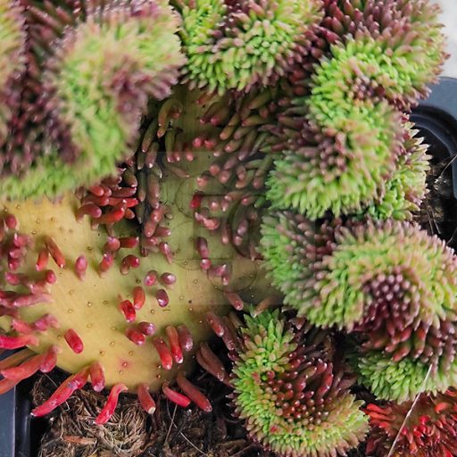 Sedum cristata