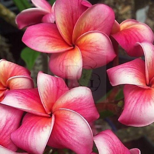 Plumeria rubra "Bayeaux" JJ