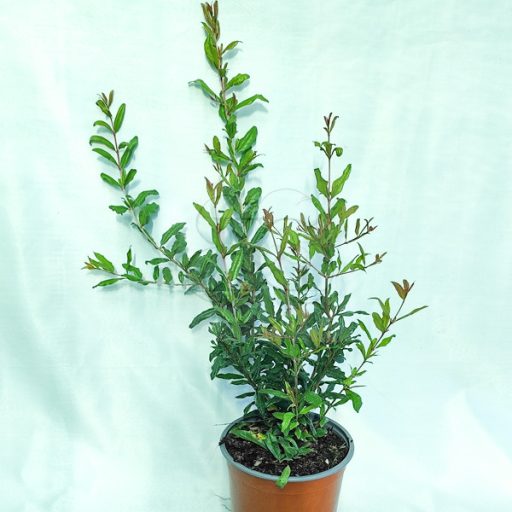 Punica granatum "Kazake"-Gránátalma