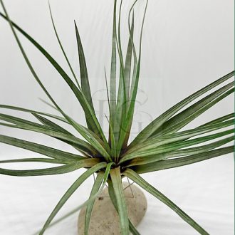 Tillandsia Fasciculata/L