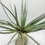 Tillandsia Fasciculata/L