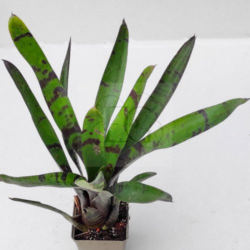 Neoregelia Bluberry Tiger 