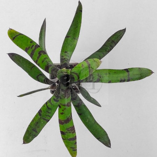 Neoregelia Bluberry Tiger 