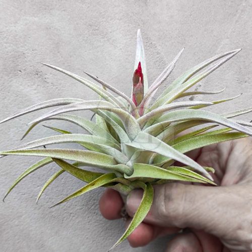 Tillandsia Sphaerocephala