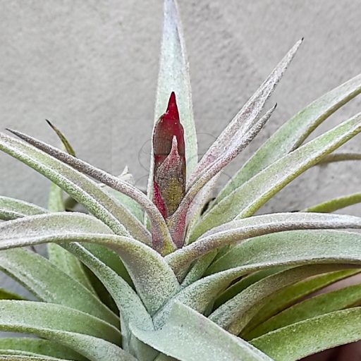 Tillandsia Sphaerocephala