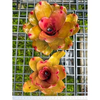 Neoregelia Flamingo Cereza (Small)