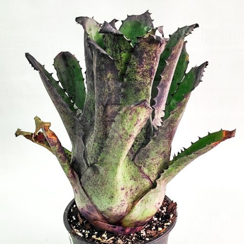 Hohenbergia Leopoldo Hortii (special clone)