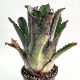 Hohenbergia Leopoldo Hortii (special clone)