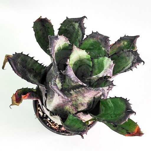 Hohenbergia Leopoldo Hortii (special clone)