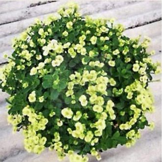 Euphorbia milii "Yellow Thong Amphan"  (DA1)