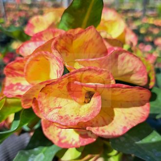 Euphorbia milii "Thong Tae/Thong Gon" (A21)