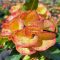 Euphorbia milii "Thong Tae/Thong Gon" (A21)