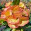 Euphorbia milii "Thong Tae/Thong Gon" (A21)