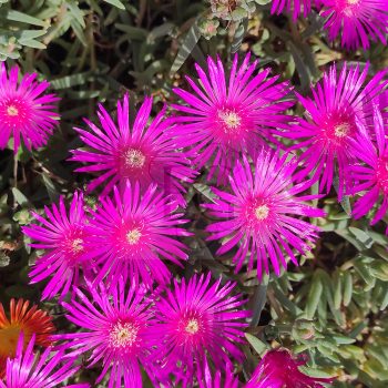 Delosperma Cooperi Delosperma Cooperi