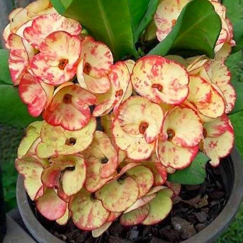 Euphorbia milii "Golden Bell" (OR-11)