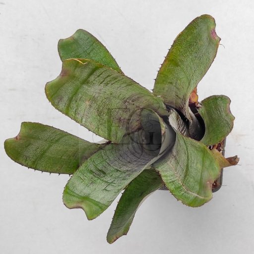 Aechmea Parati