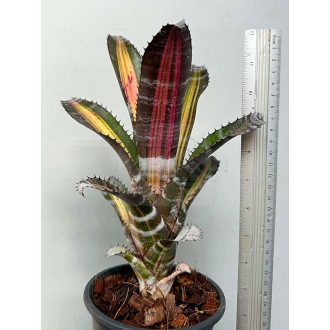 Aechmea Roberto Menescal