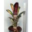 Aechmea Roberto Menescal