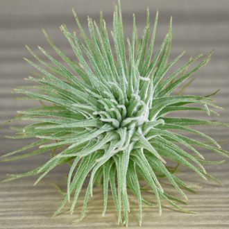 Tillandsia Fuchsii X Mexico/M