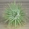 Tillandsia Fuchsii X Mexico/M