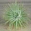 Tillandsia Fuchsii X Mexico/M