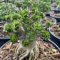 Adenium DHA Medusa 5 db mag