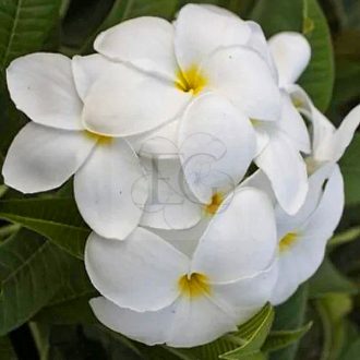 Plumeria "Khao Mongkon"