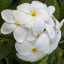 Plumeria "Khao Mongkon"