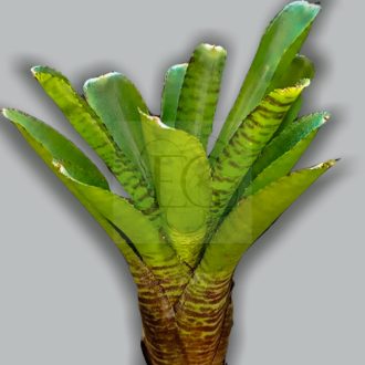 Neoregelia "Pigmenia"
