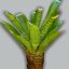 Neoregelia "Pigmenia"