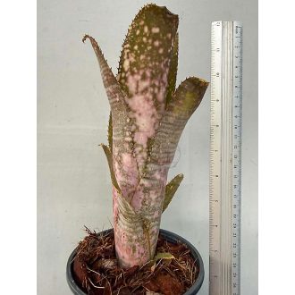 Billbergia Domingo Martin X Norman Bats #7