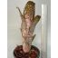 Billbergia Domingo Martin X Norman Bats #7
