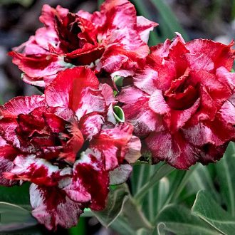 Adenium obesum  (S-381)